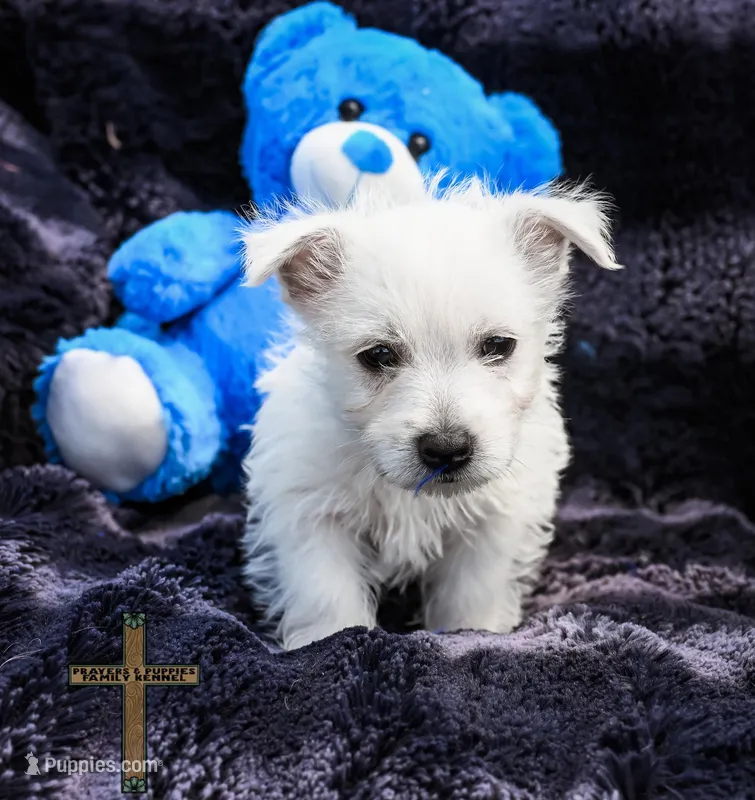 Tyler  – West Highland White Terrier puppy for sale in Binger, OK