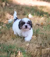 Patty, a female Shichon for sale in Binger, OK – 2 of 9
