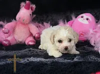 Rose, a female Poodle - Toy  for sale in Binger, OK – 2 of 4