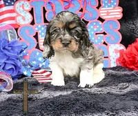 Charlie , a male Cocker Spaniel for sale in Binger, OK – 2 of 3