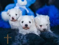 Prince , a male Maltese for sale in Binger, OK – 5 of 6