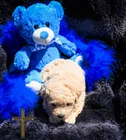 Theo, a male Poochon for sale in Binger, OK – Photo 4 of 4