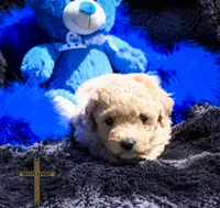 Theo, a male Poochon for sale in Binger, OK – Photo 1 of 4