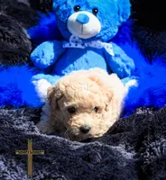 Theo, a male Poochon for sale in Binger, OK – Photo 3 of 4