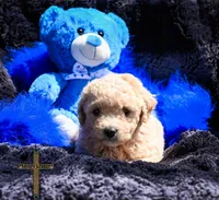 Theo, a male Poochon for sale in Binger, OK – Photo 2 of 4