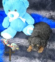 Thor, a male Peekapoo for sale in Binger, OK – 3 of 3
