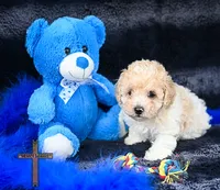 Fabio, a male Poodle - Toy  for sale in Binger, OK – 3 of 5