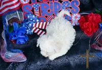 Buddy , a male Bichon Frise for sale in Binger, OK – 2 of 2