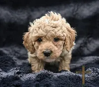 Fabio, a male Poodle - Toy  for sale in Binger, OK – 4 of 4