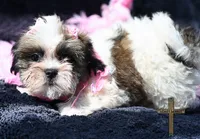 Patty, a female Shichon for sale in Binger, OK – 6 of 9