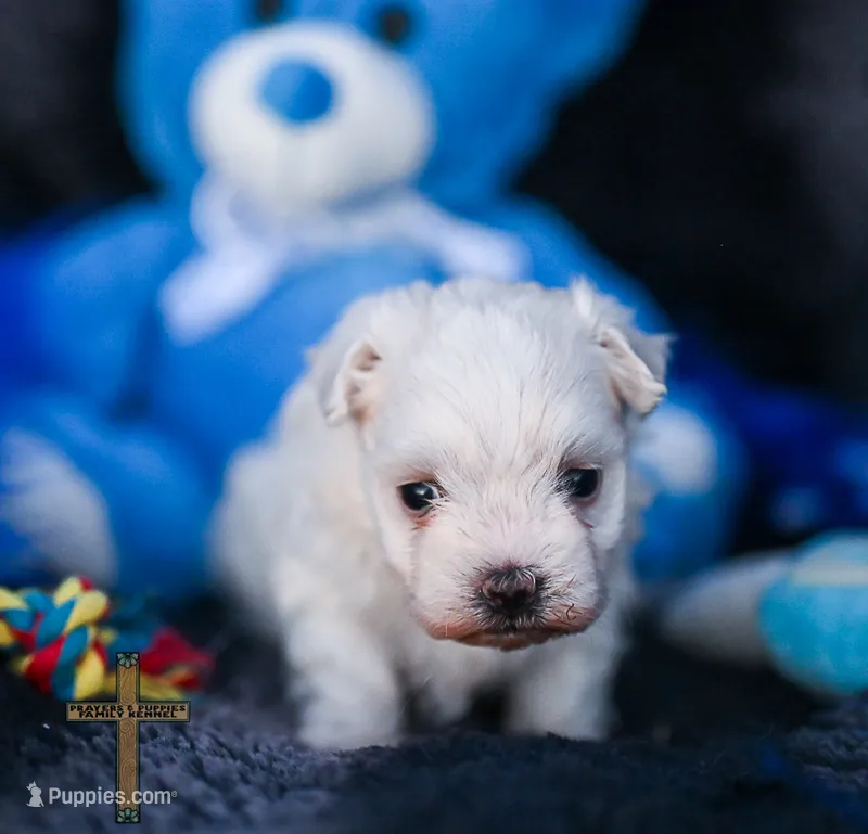 Prince  – Maltese puppy for sale in Binger, OK