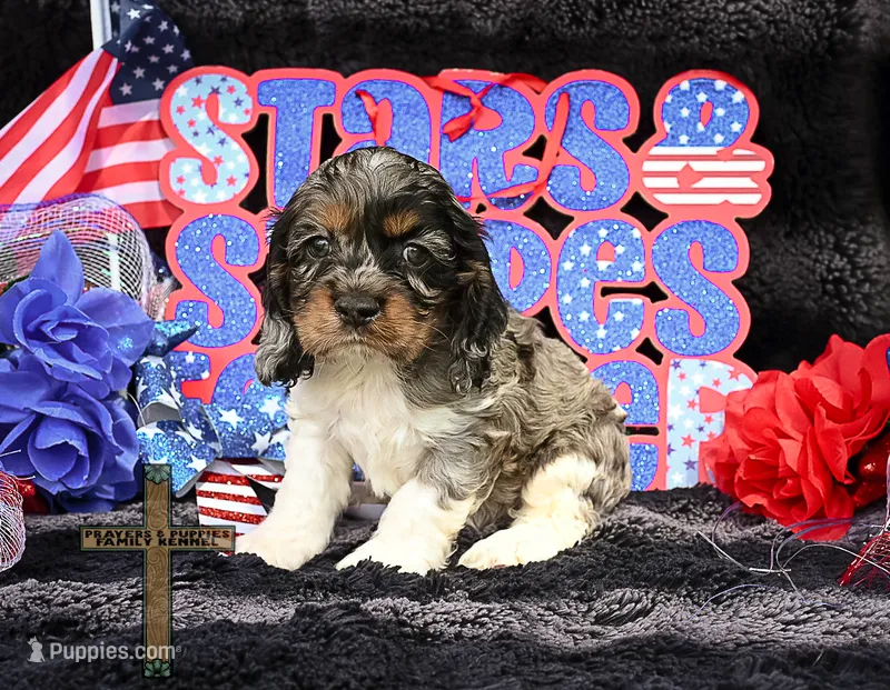 Charlie  – Cocker Spaniel puppy for sale in Binger, OK