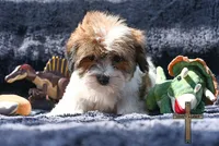 Theodore, a male Shichon for sale in Binger, OK – 2 of 5