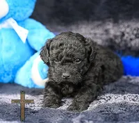 Onyx, a male Peekapoo for sale in Binger, OK – 2 of 3