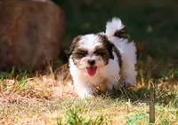 Patty, a female Shichon for sale in Binger, OK – 4 of 9