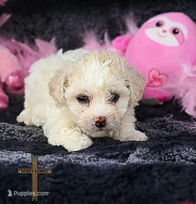 Rose – Poodle - Toy  puppy for sale in Binger, OK