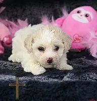 Rose, a female Poodle - Toy  for sale in Binger, OK – 1 of 4