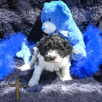 Milo , a male Cockapoo for sale in Binger, OK – Photo 3 of 4