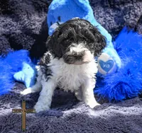 Milo , a male Cockapoo for sale in Binger, OK – Photo 4 of 4