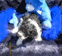 Milo , a male Cockapoo for sale in Binger, OK – Photo 2 of 4