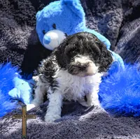 Milo , a male Cockapoo for sale in Binger, OK – Photo 1 of 4