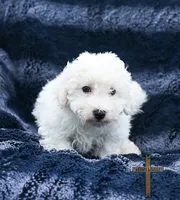 Duke, a male Bichon Frise for sale in Binger, OK – 2 of 3