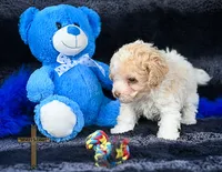 Lewis, a male Poodle - Toy  for sale in Binger, OK – 4 of 4