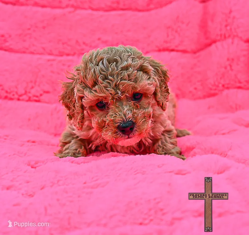 Lottie – Poodle - Toy  puppy for sale in Binger, OK