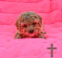 Lottie, a female Poodle - Toy  for sale in Binger, OK – 1 of 1
