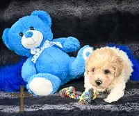 Fabio, a male Poodle - Toy  for sale in Binger, OK – 4 of 5