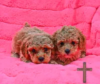 Millie, a female Poodle - Toy  for sale in Binger, OK – 2 of 3