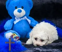 Snow, a male Poodle - Toy  for sale in Binger, OK – 2 of 5