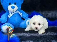 Snow, a male Poodle - Toy  for sale in Binger, OK – 3 of 5