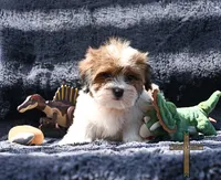 Theodore, a male Shichon for sale in Binger, OK – 3 of 5