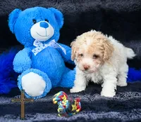 Lewis, a male Poodle - Toy  for sale in Binger, OK – 3 of 4