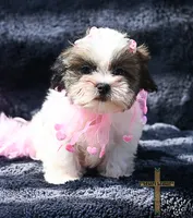 Patty, a female Shichon for sale in Binger, OK – 7 of 9