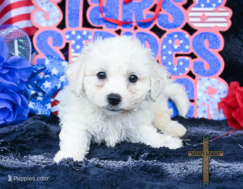Buddy  – Bichon Frise puppy for sale in Binger, OK