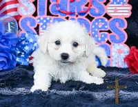 Buddy , a male Bichon Frise for sale in Binger, OK – 1 of 2