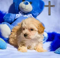 Theo , a male Maltipoo for sale in Binger, OK – Photo 4 of 4
