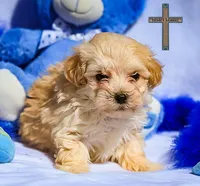 Theo , a male Maltipoo for sale in Binger, OK – Photo 1 of 4