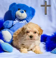 Theo , a male Maltipoo for sale in Binger, OK – Photo 3 of 4