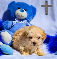 Theo , a male Maltipoo for sale in Binger, OK – Photo 2 of 4