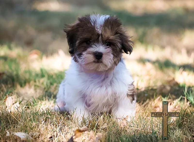 Theodore – Shichon puppy for sale in Binger, OK