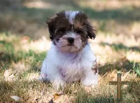 Theodore, a male Shichon for sale in Binger, OK – 1 of 5