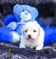 Duke, a male Bichon Frise for sale in Binger, OK – 2 of 2