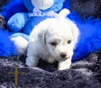 Duke, a male Bichon Frise for sale in Binger, OK – 1 of 2