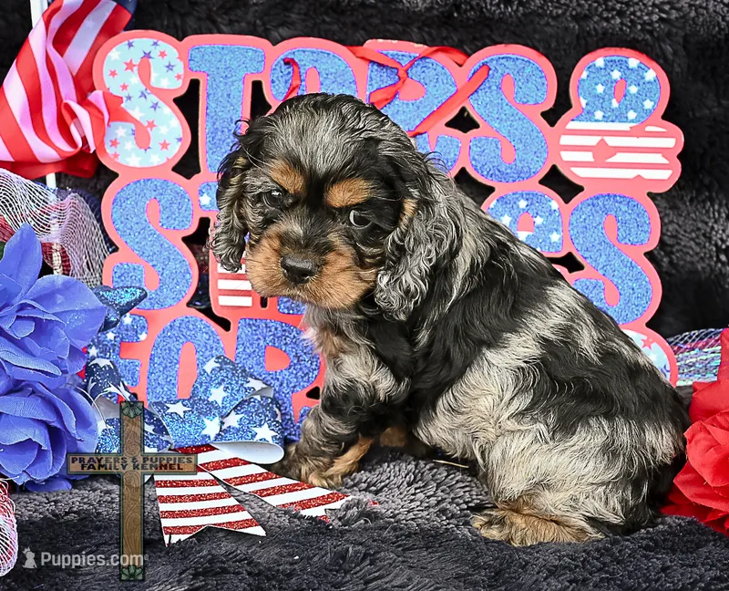 Oliver – Cocker Spaniel puppy for sale in Binger, OK
