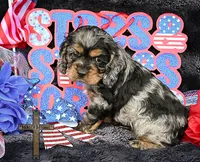 Oliver, a male Cocker Spaniel for sale in Binger, OK – 1 of 3