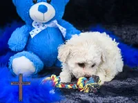 Snow, a male Poodle - Toy  for sale in Binger, OK – 5 of 5