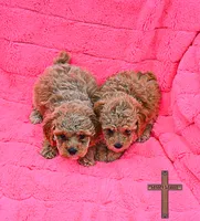 Millie, a female Poodle - Toy  for sale in Binger, OK – 3 of 3